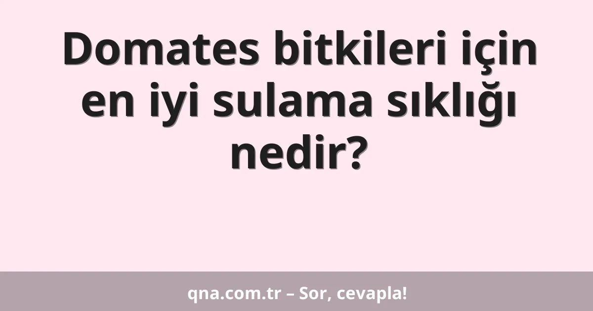 Domates bitkileri için en iyi sulama sıklığı nedir?