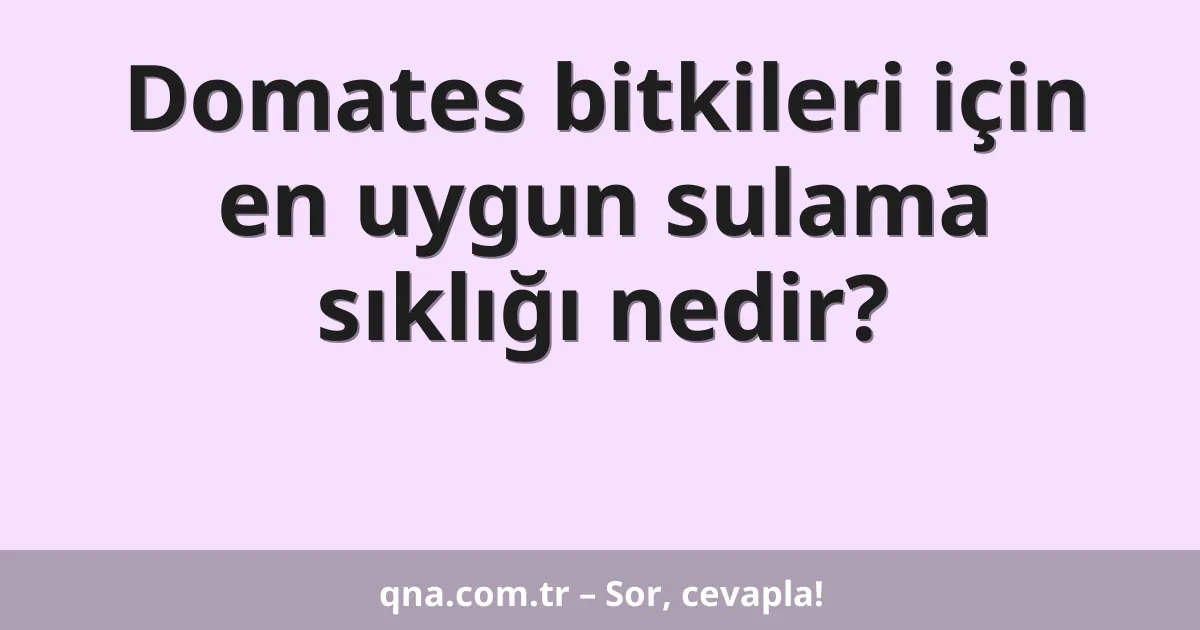 Domates bitkileri için en uygun sulama sıklığı nedir?