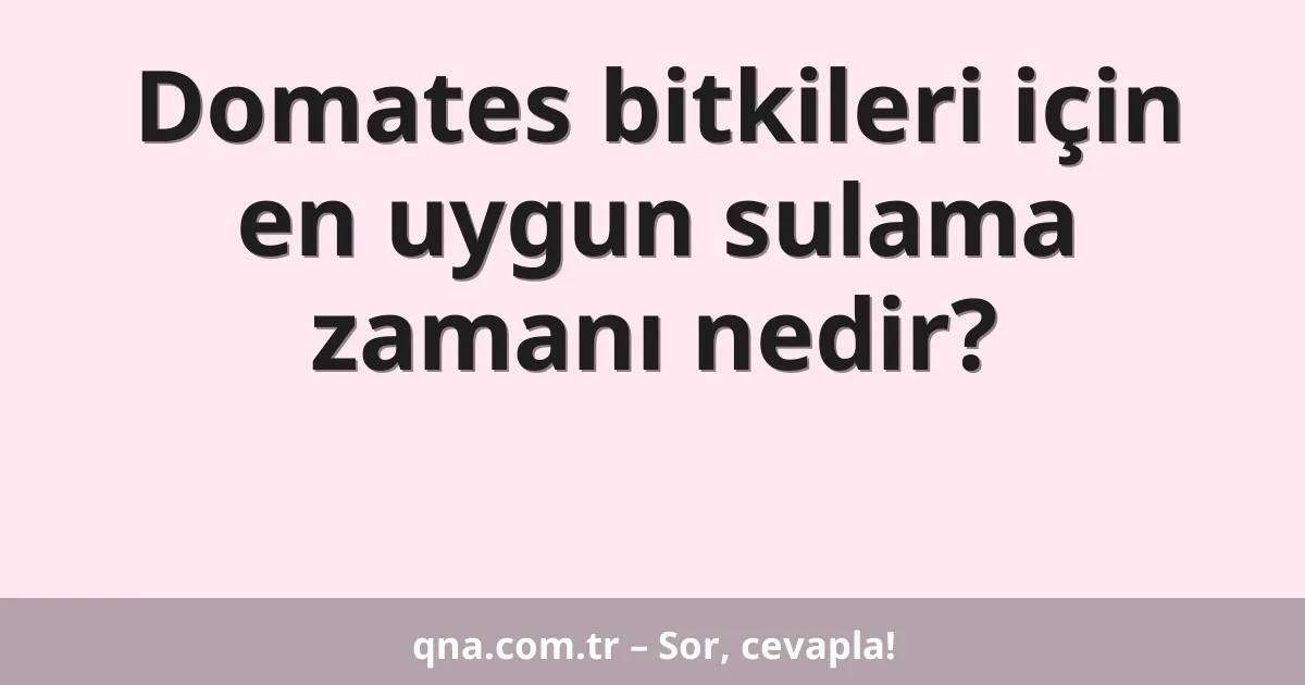 Domates bitkileri için en uygun sulama zamanı nedir?
