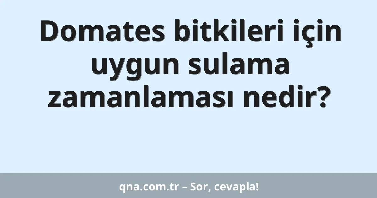 Domates bitkileri için uygun sulama zamanlaması nedir?