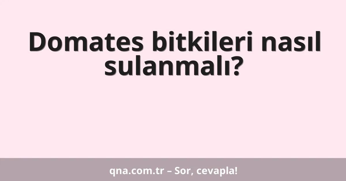 Domates bitkileri nasıl sulanmalı?