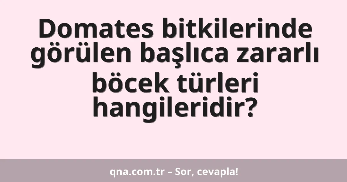 Domates bitkilerinde görülen başlıca zararlı böcek türleri hangileridir?