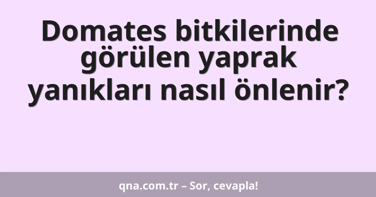 Domates bitkilerinde görülen yaprak yanıkları nasıl önlenir?
