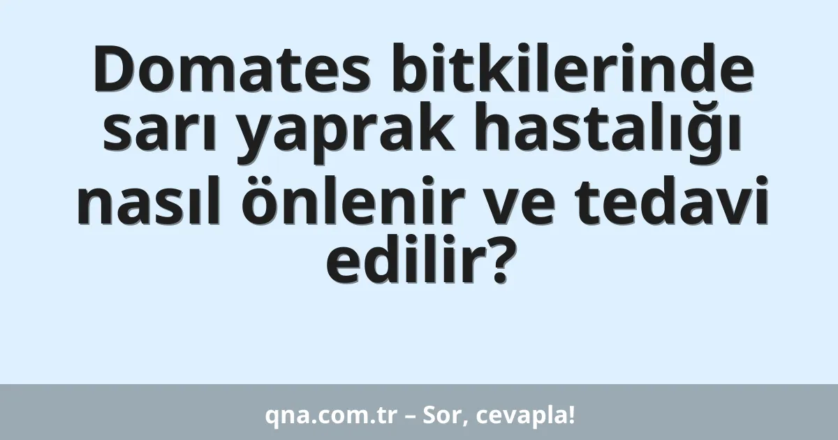 Domates bitkilerinde sarı yaprak hastalığı nasıl önlenir ve tedavi edilir?