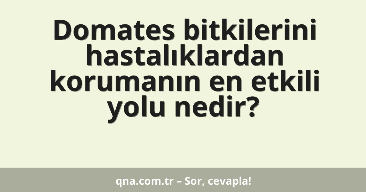 Domates bitkilerini hastalıklardan korumanın en etkili yolu nedir?