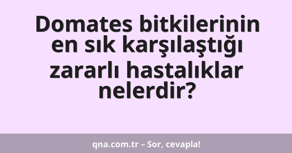 Domates bitkilerinin en sık karşılaştığı zararlı hastalıklar nelerdir?