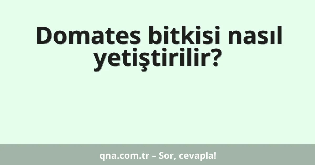 Domates bitkisi nasıl yetiştirilir?