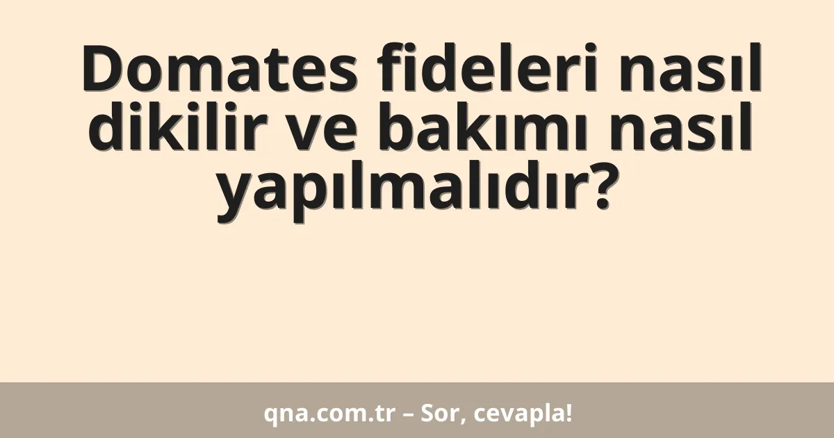 Domates fideleri nasıl dikilir ve bakımı nasıl yapılmalıdır?
