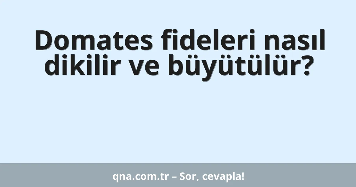 Domates fideleri nasıl dikilir ve büyütülür?