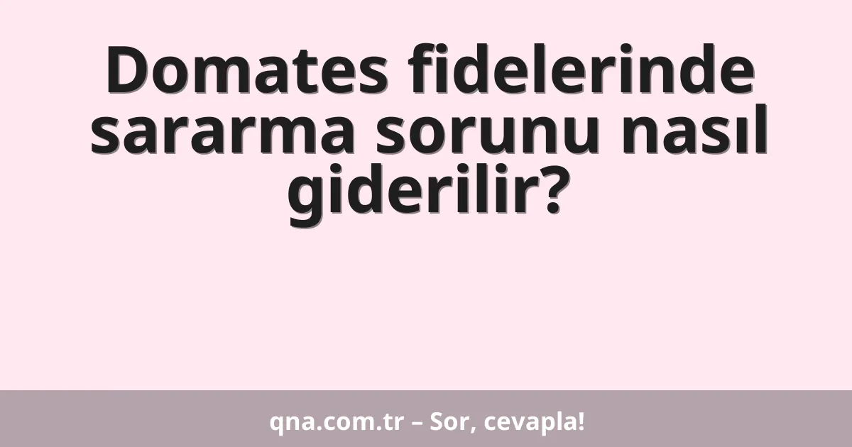Domates fidelerinde sararma sorunu nasıl giderilir?