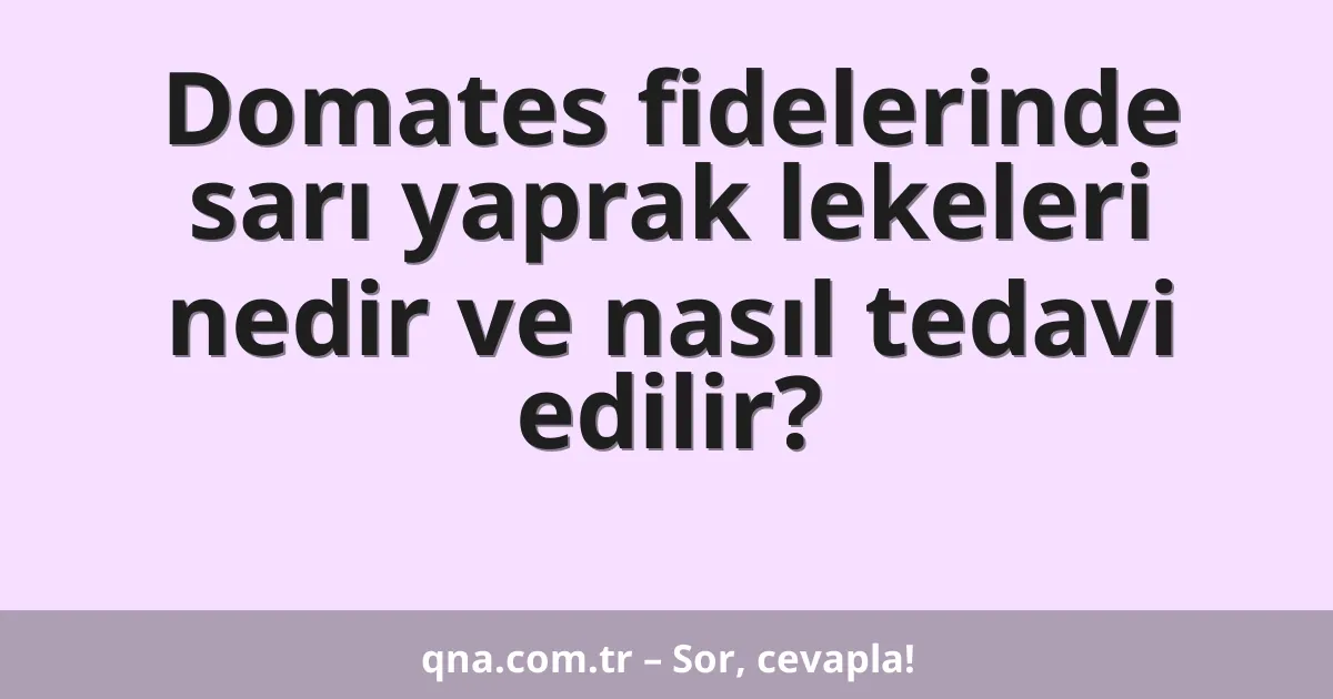 Domates fidelerinde sarı yaprak lekeleri nedir ve nasıl tedavi edilir?