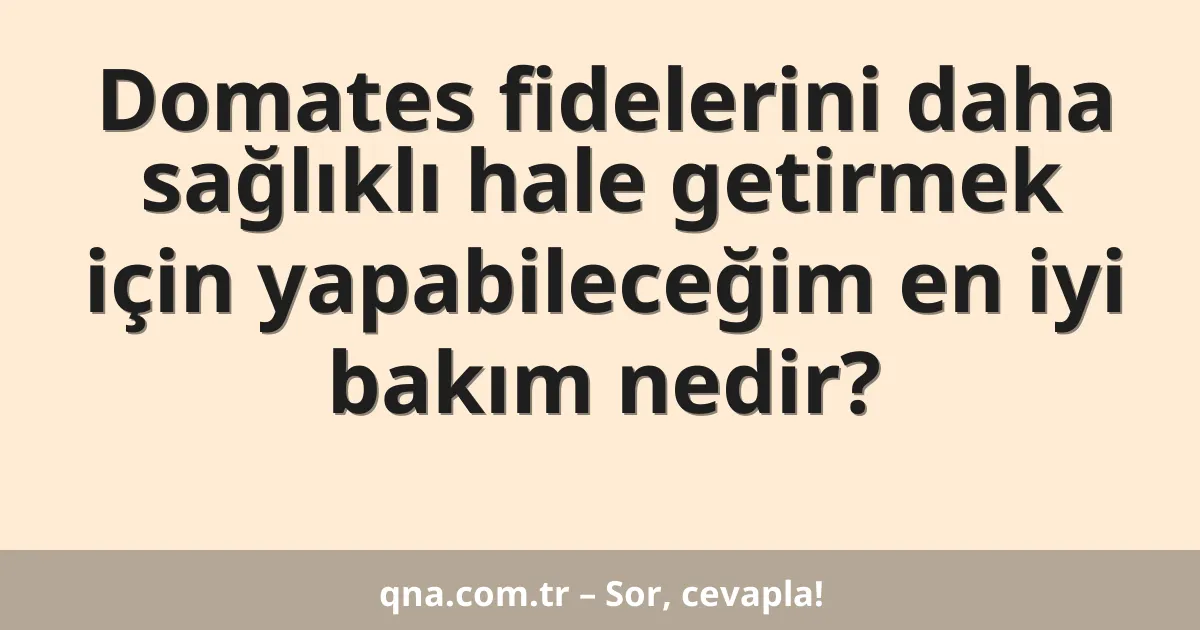 Domates fidelerini daha sağlıklı hale getirmek için yapabileceğim en iyi bakım nedir?