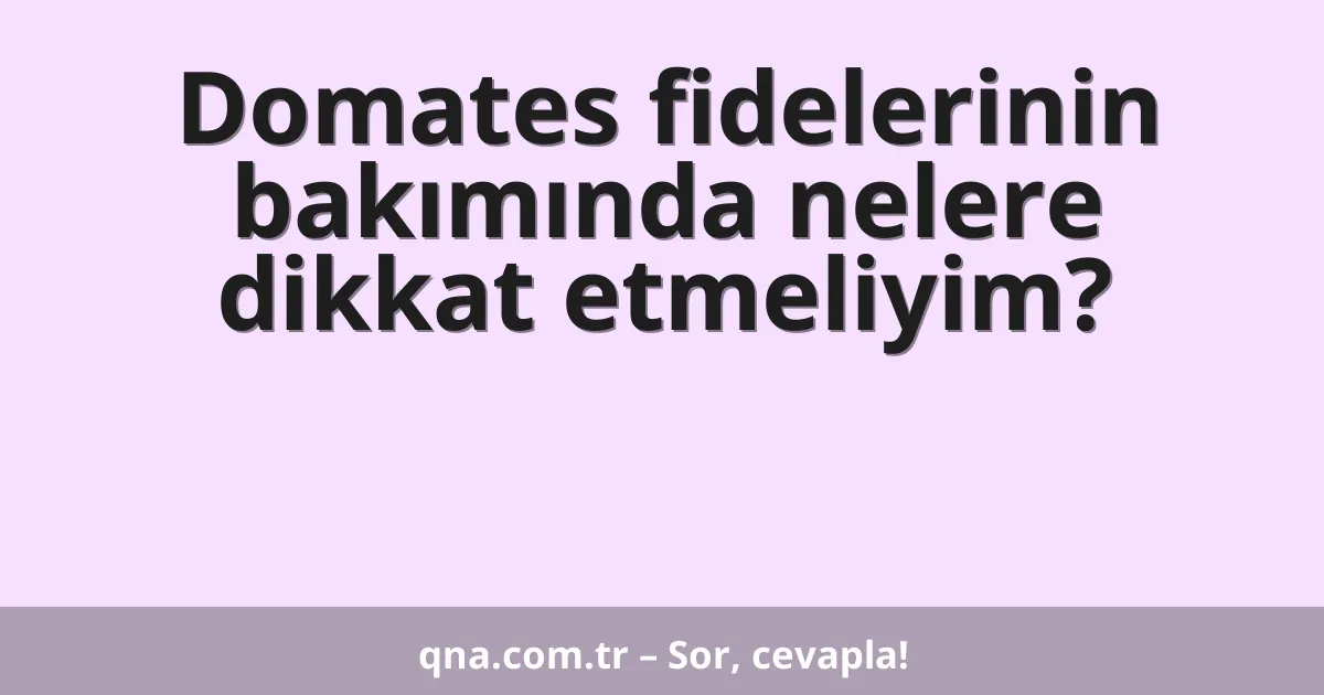 Domates fidelerinin bakımında nelere dikkat etmeliyim?