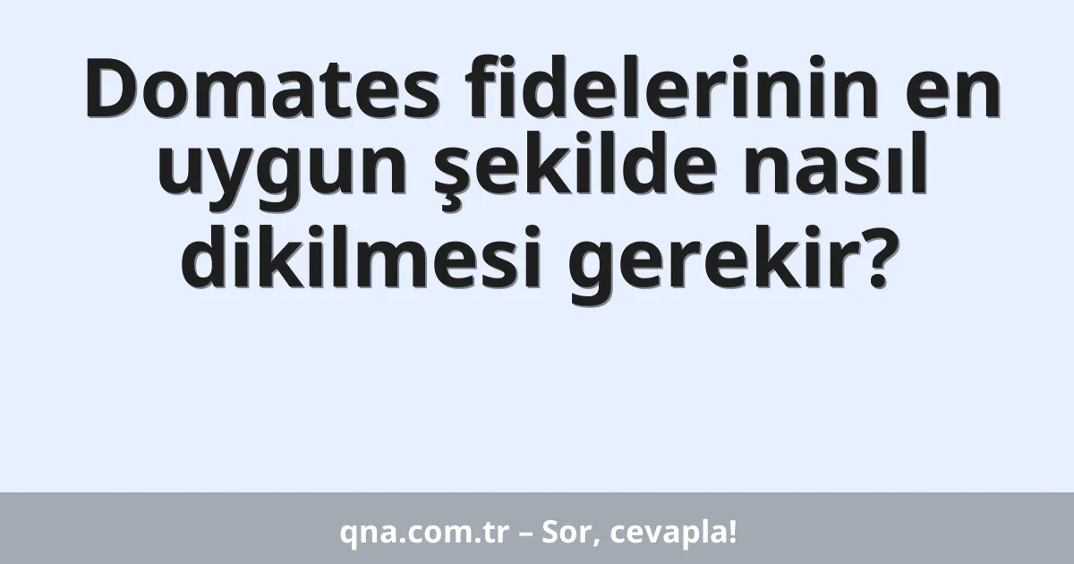 Domates fidelerinin en uygun şekilde nasıl dikilmesi gerekir?