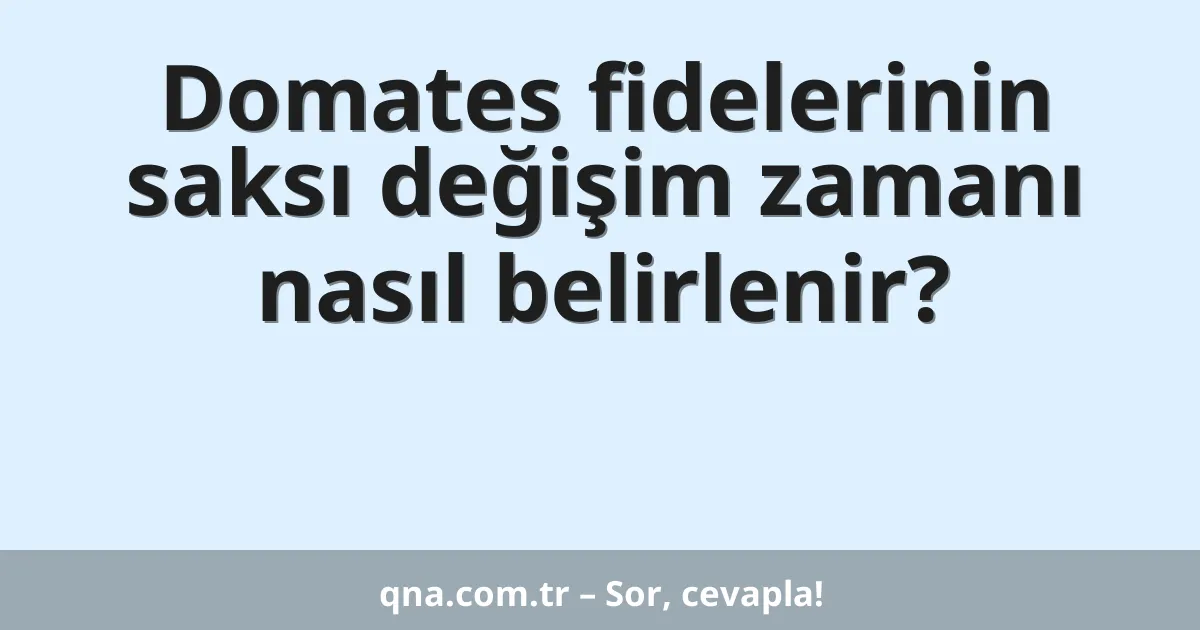Domates fidelerinin saksı değişim zamanı nasıl belirlenir?