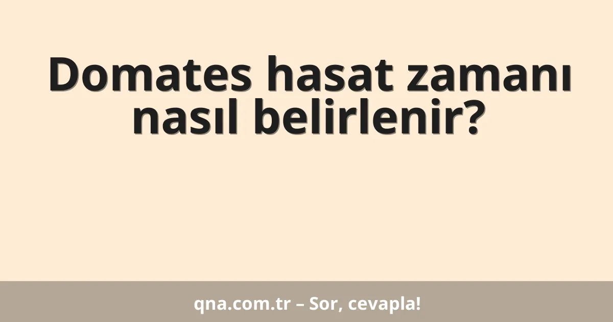 Domates hasat zamanı nasıl belirlenir?