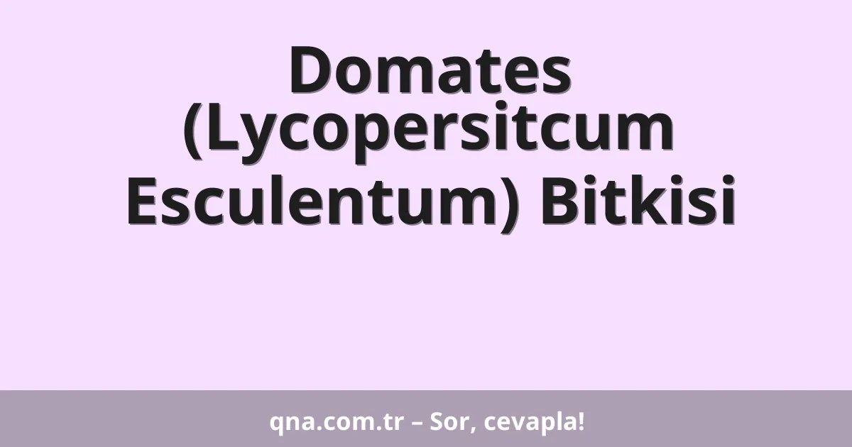 Domates (Lycopersitcum Esculentum) Bitkisi