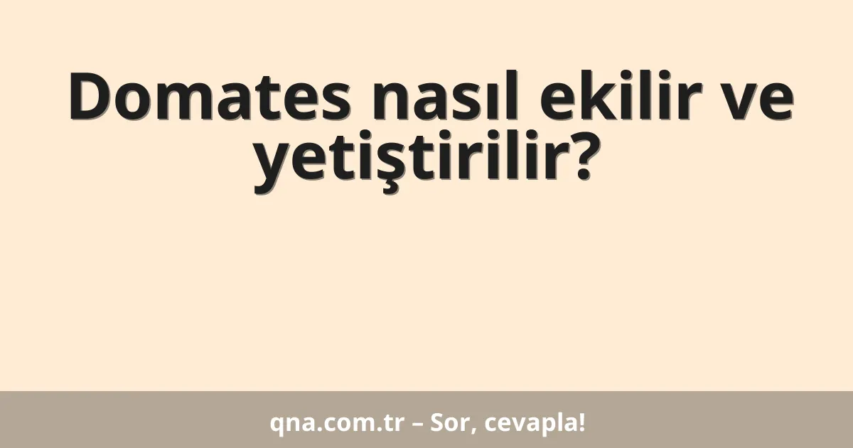 Domates nasıl ekilir ve yetiştirilir?