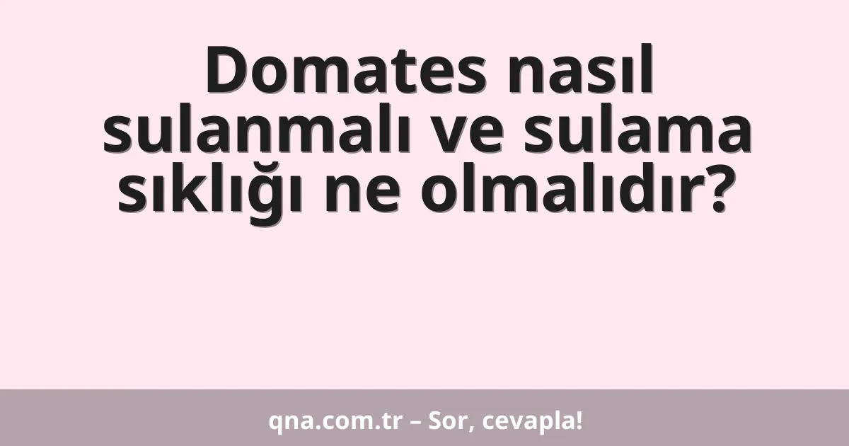 Domates nasıl sulanmalı ve sulama sıklığı ne olmalıdır?
