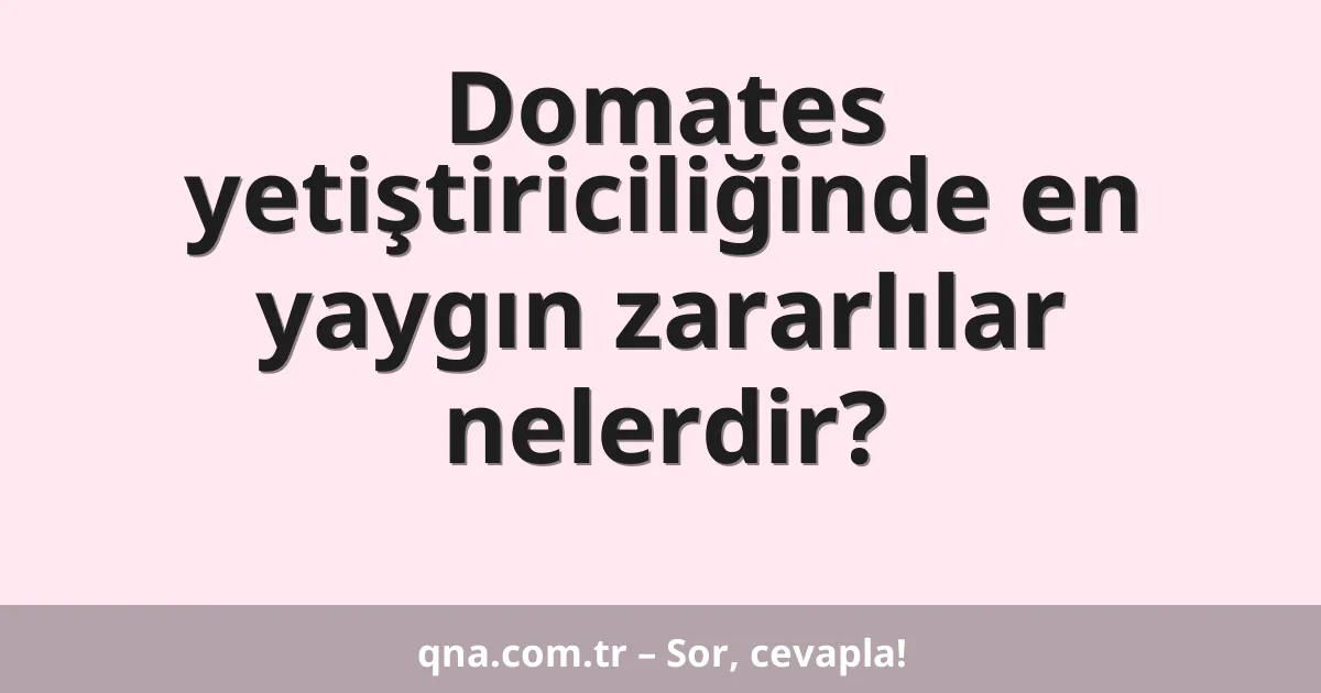 Domates yetiştiriciliğinde en yaygın zararlılar nelerdir?
