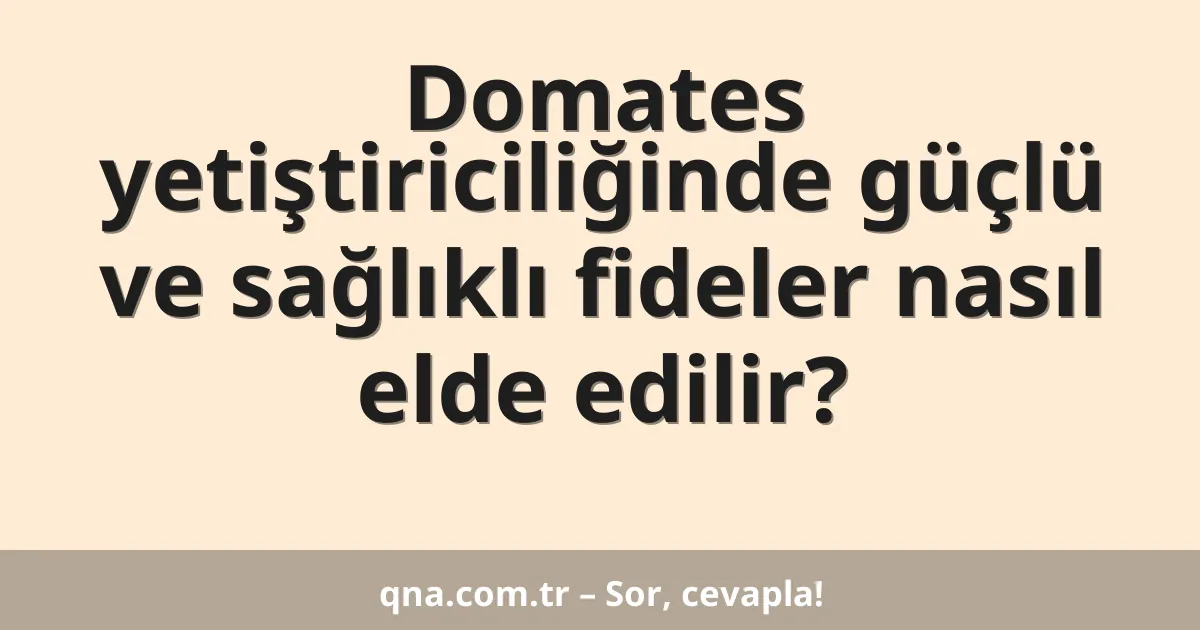 Domates yetiştiriciliğinde güçlü ve sağlıklı fideler nasıl elde edilir?