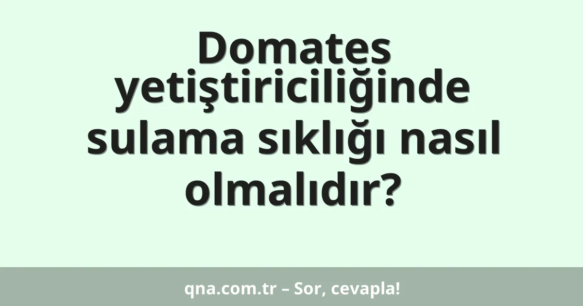 Domates yetiştiriciliğinde sulama sıklığı nasıl olmalıdır?