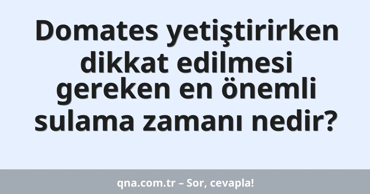 Domates yetiştirirken dikkat edilmesi gereken en önemli sulama zamanı nedir?