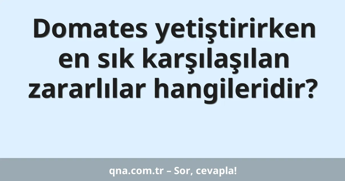Domates yetiştirirken en sık karşılaşılan zararlılar hangileridir?