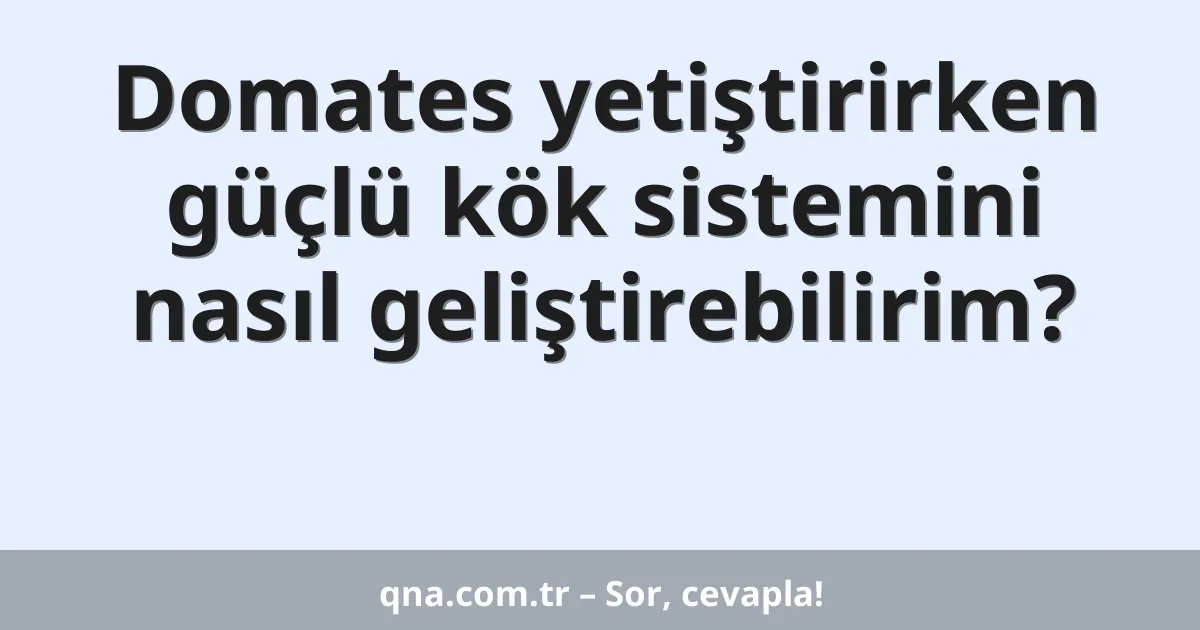 Domates yetiştirirken güçlü kök sistemini nasıl geliştirebilirim?