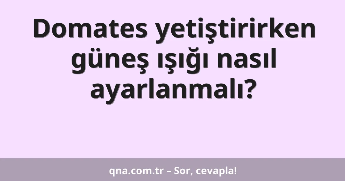 Domates yetiştirirken güneş ışığı nasıl ayarlanmalı?