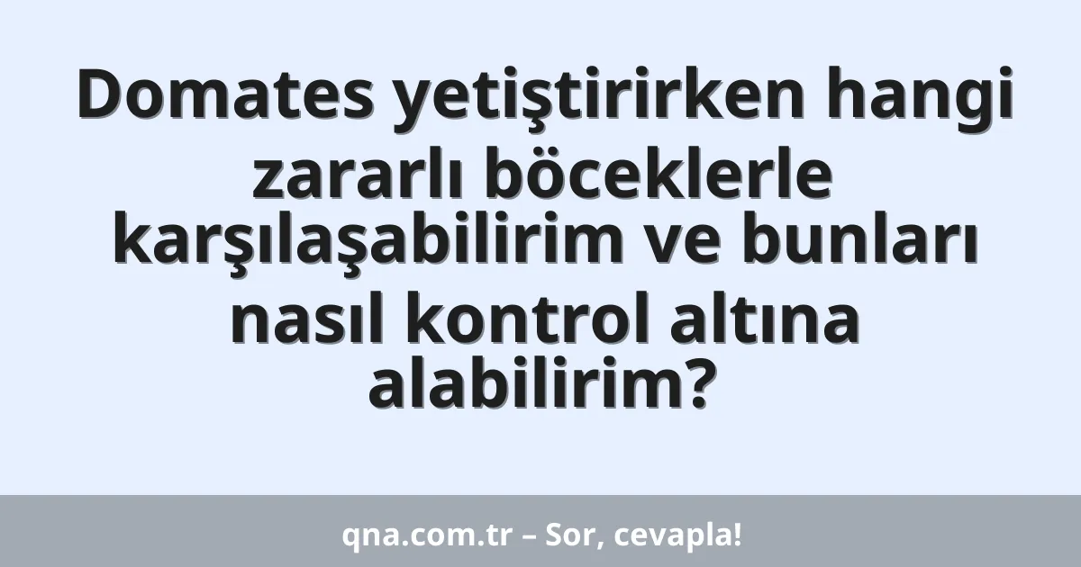 Domates yetiştirirken hangi zararlı böceklerle karşılaşabilirim ve bunları nasıl kontrol altına alabilirim?
