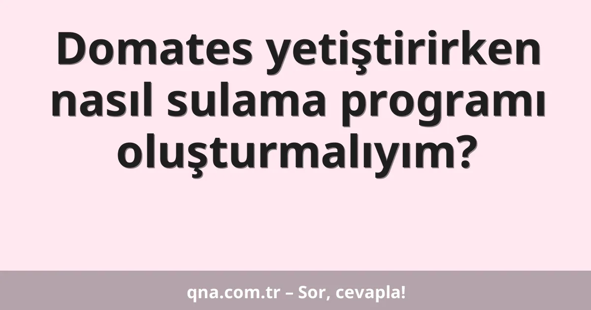 Domates yetiştirirken nasıl sulama programı oluşturmalıyım?