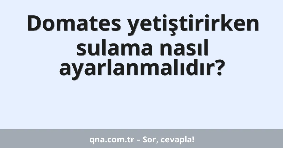 Domates yetiştirirken sulama nasıl ayarlanmalıdır?