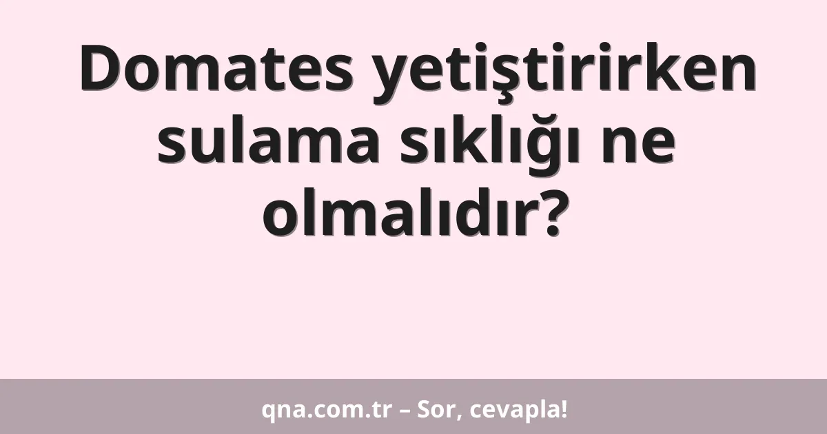 Domates yetiştirirken sulama sıklığı ne olmalıdır?