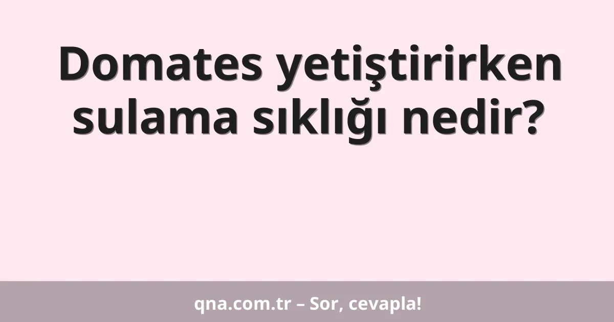 Domates yetiştirirken sulama sıklığı nedir?