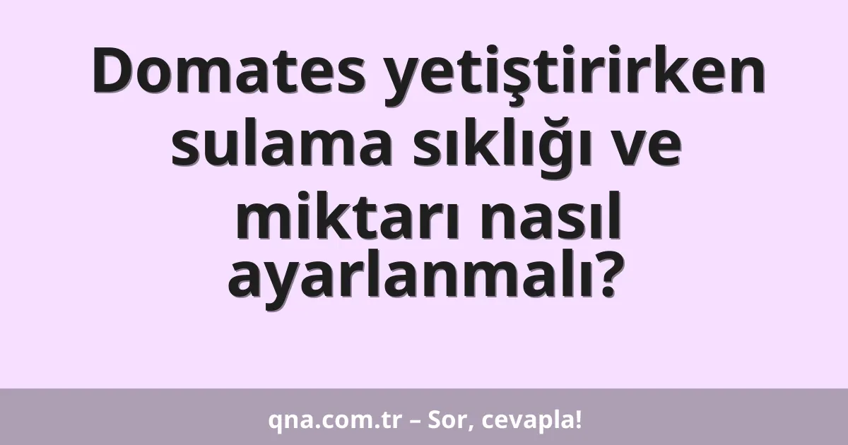 Domates yetiştirirken sulama sıklığı ve miktarı nasıl ayarlanmalı?
