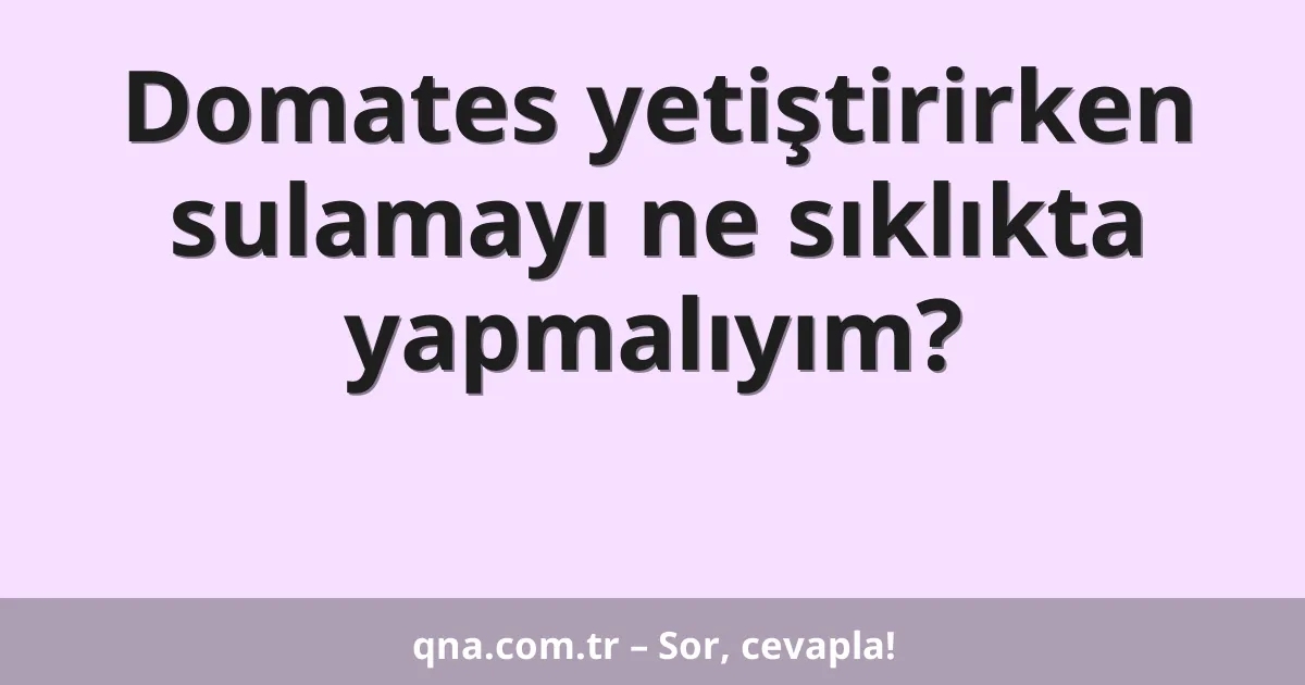 Domates yetiştirirken sulamayı ne sıklıkta yapmalıyım?