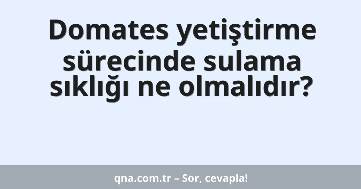 Domates yetiştirme sürecinde sulama sıklığı ne olmalıdır?