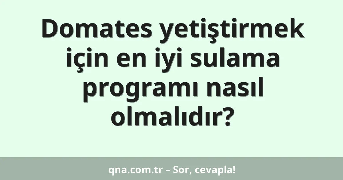 Domates yetiştirmek için en iyi sulama programı nasıl olmalıdır?