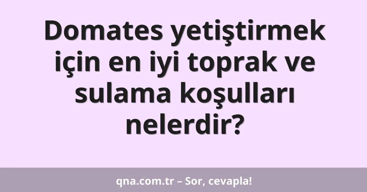 Domates yetiştirmek için en iyi toprak ve sulama koşulları nelerdir?