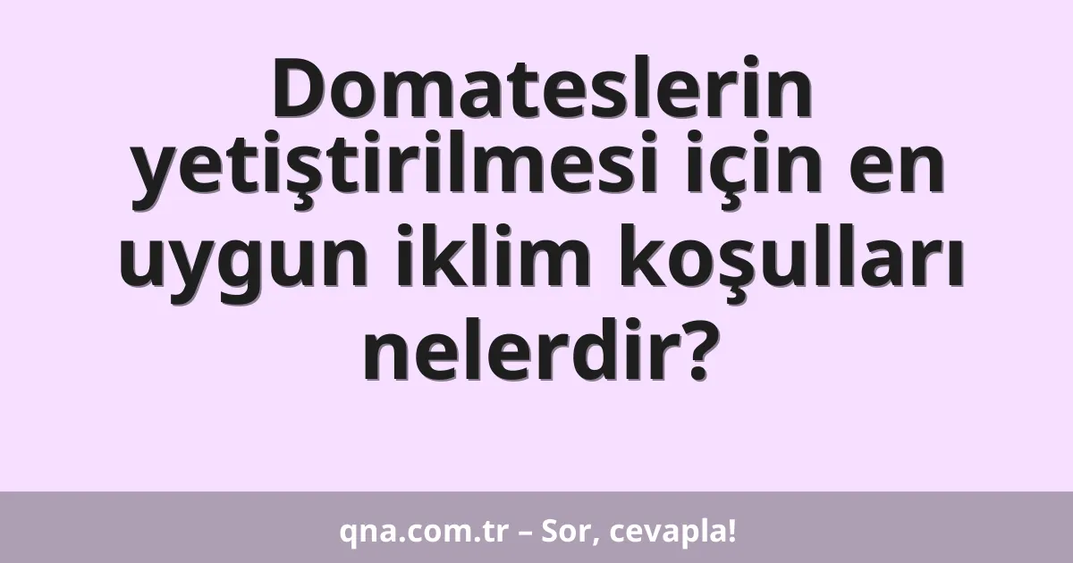 Domateslerin yetiştirilmesi için en uygun iklim koşulları nelerdir?