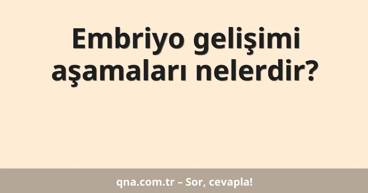 Embriyo gelişimi aşamaları nelerdir?
