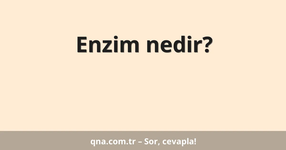 Enzim nedir?