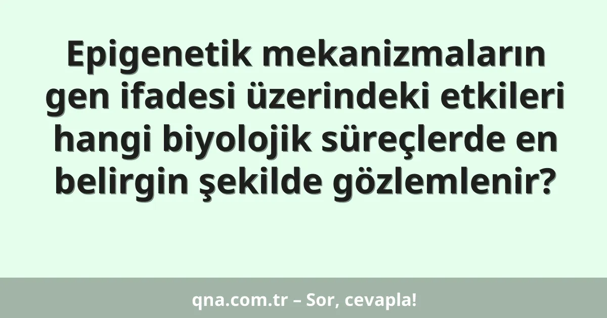 Epigenetik mekanizmaların gen ifadesi üzerindeki etkileri hangi biyolojik süreçlerde en belirgin şekilde gözlemlenir?