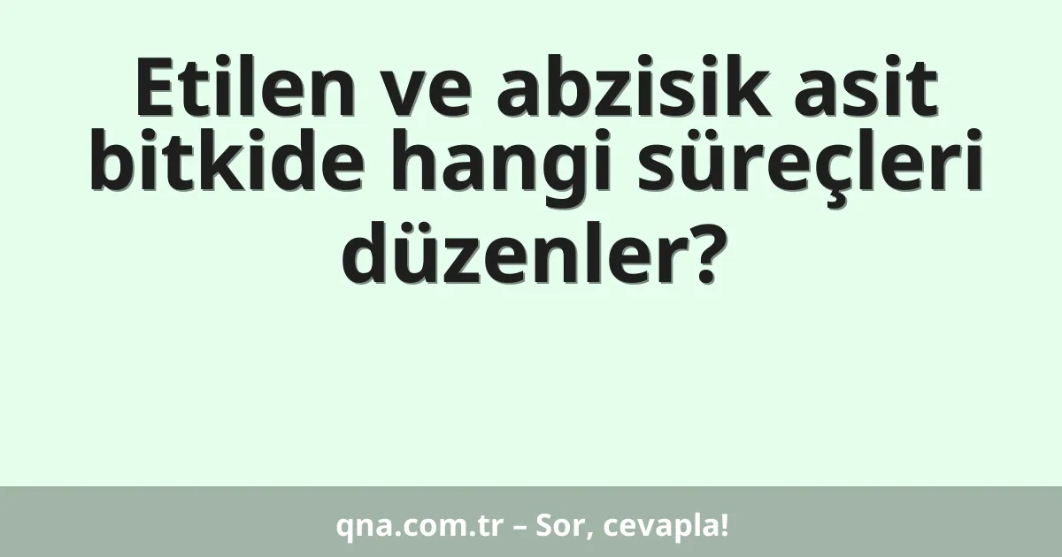 Etilen ve abzisik asit bitkide hangi süreçleri düzenler?