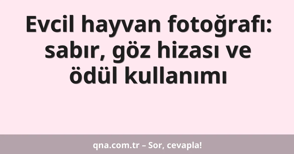 Evcil hayvan fotoğrafı: sabır, göz hizası ve ödül kullanımı