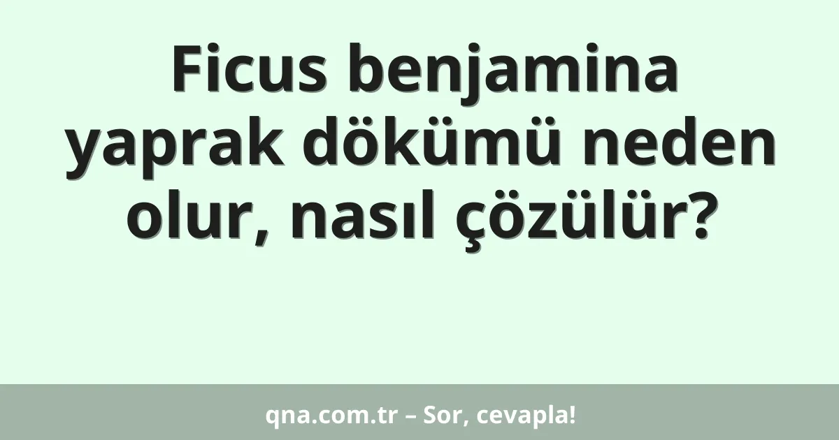Ficus benjamina yaprak dökümü neden olur, nasıl çözülür?