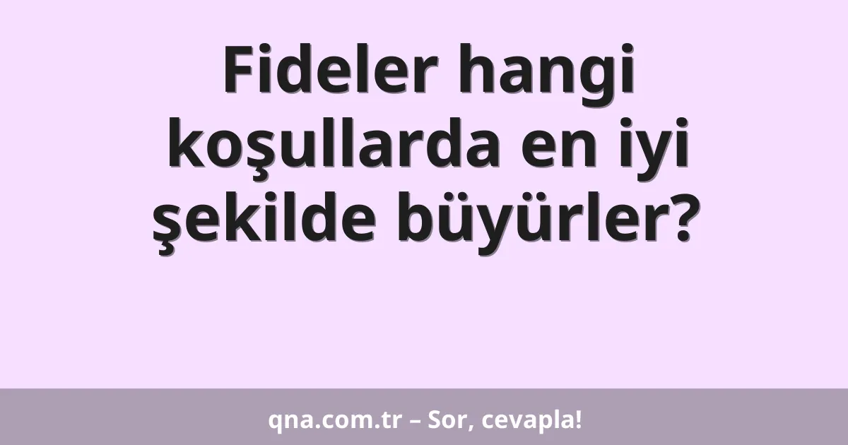 Fideler hangi koşullarda en iyi şekilde büyürler?