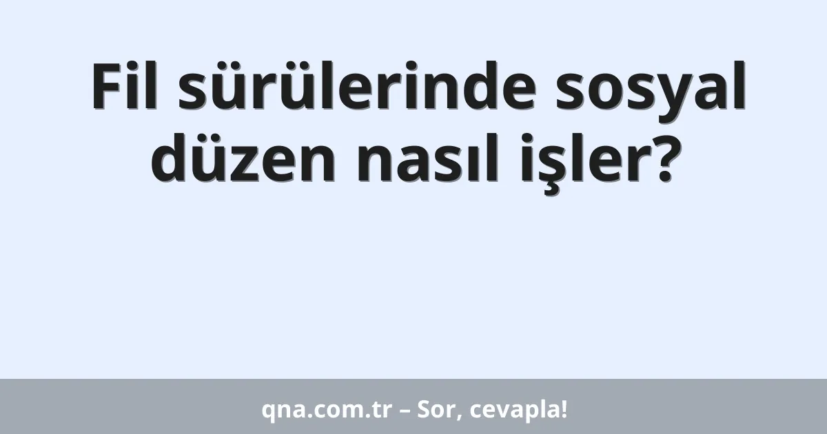 Fil sürülerinde sosyal düzen nasıl işler?