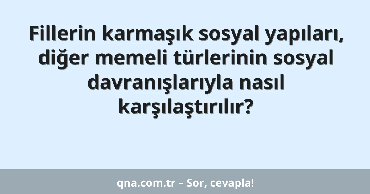 Fillerin karmaşık sosyal yapıları, diğer memeli türlerinin sosyal davranışlarıyla nasıl karşılaştırılır?